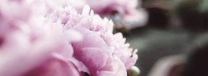 Peonía Imperial - Propiedades y Beneficios de esta flor en la Piel